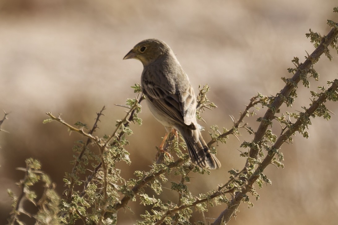 Cinereous Bunting - ML558888511