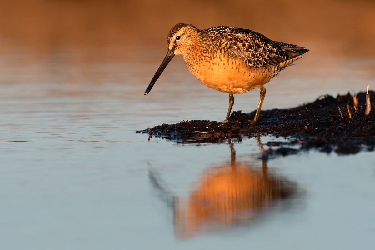 Long-billed Dowitcher - ML558889251
