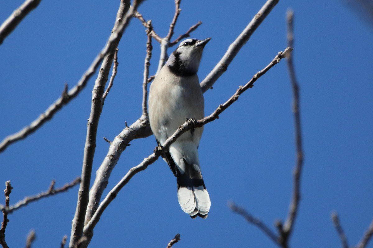 Blue Jay - ML558890701