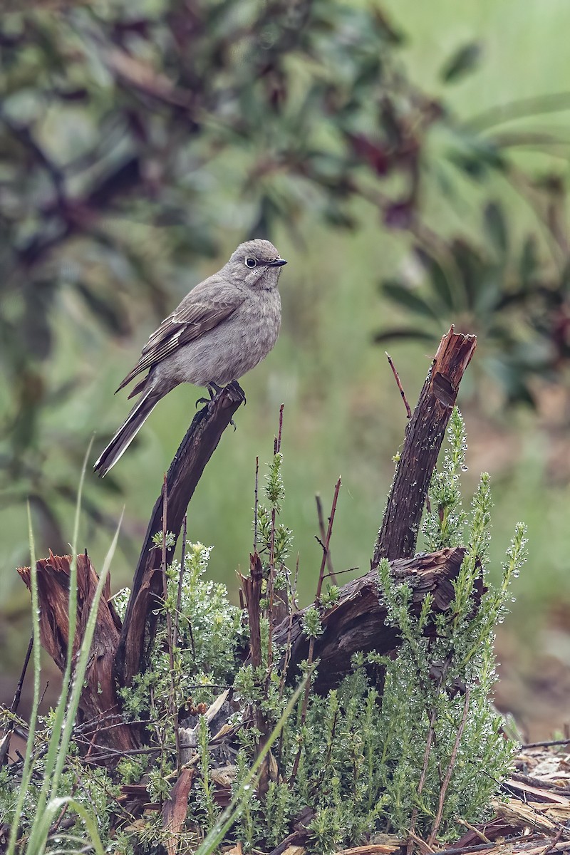 Townsend's Solitaire - ML558890911