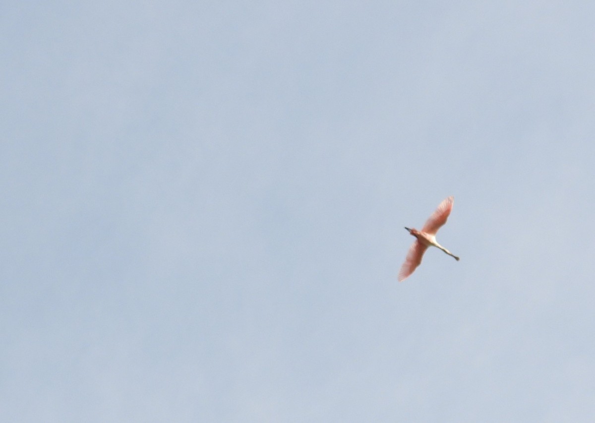 Roseate Spoonbill - ML558891571