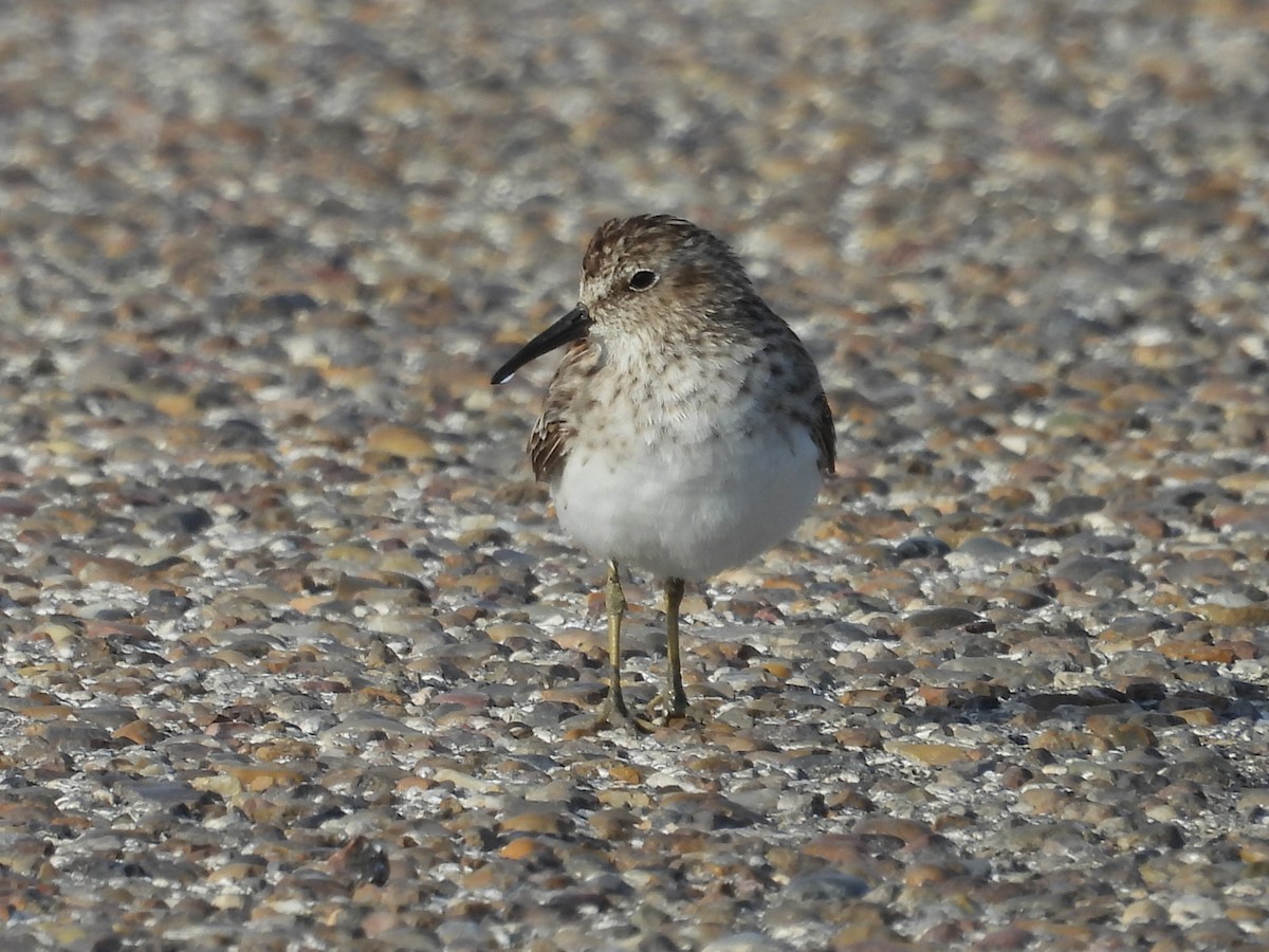 Least Sandpiper - ML558891711