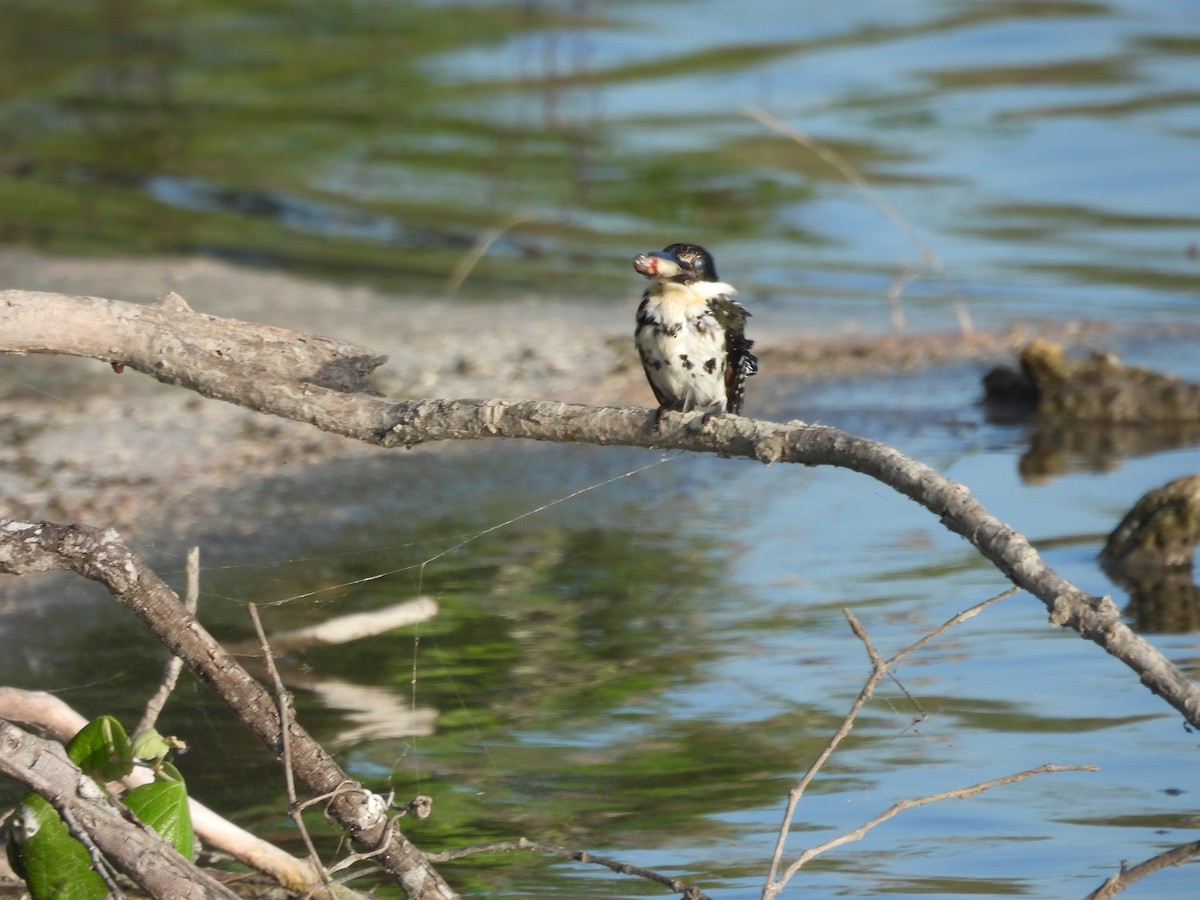 Green Kingfisher - ML558891811