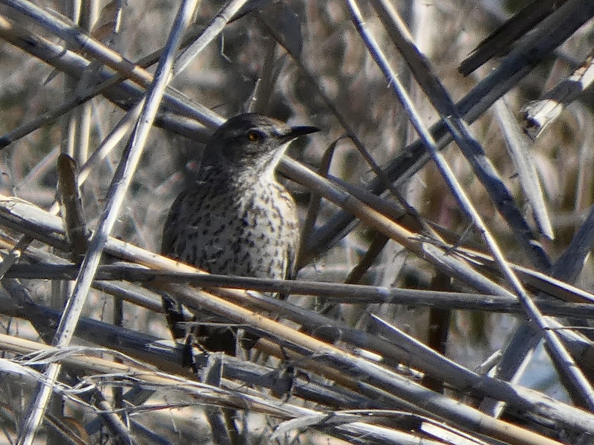 Sage Thrasher - ML558891831