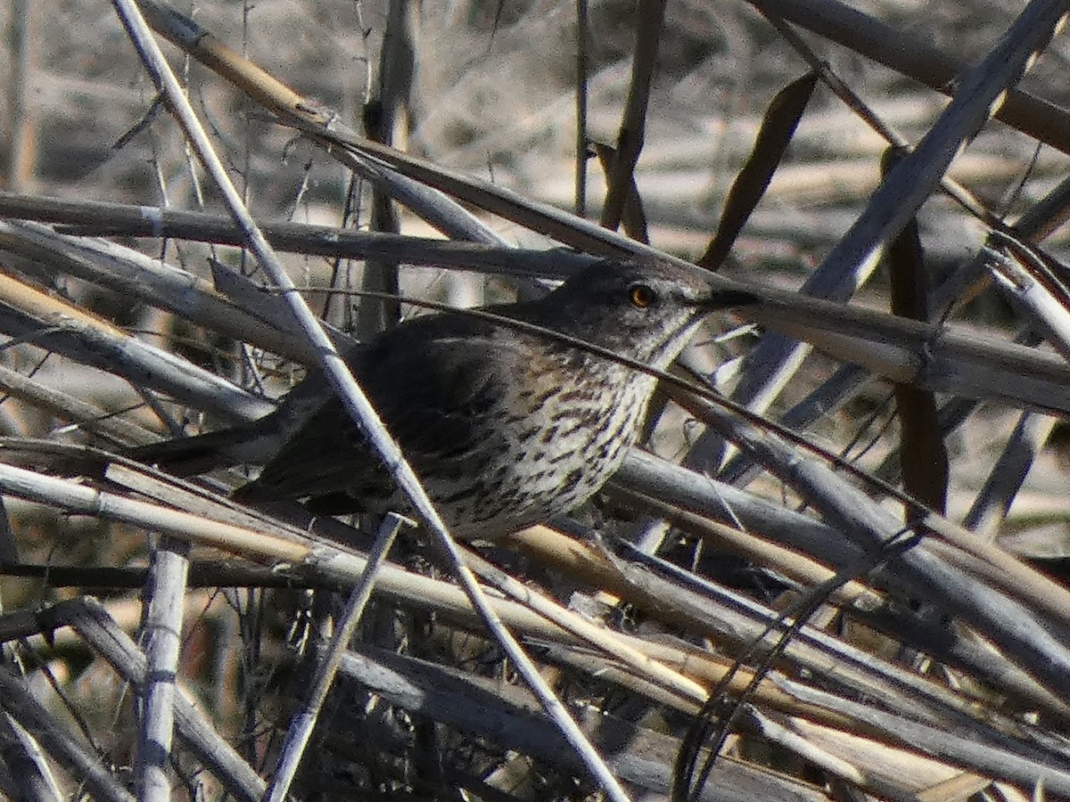 Sage Thrasher - ML558891841