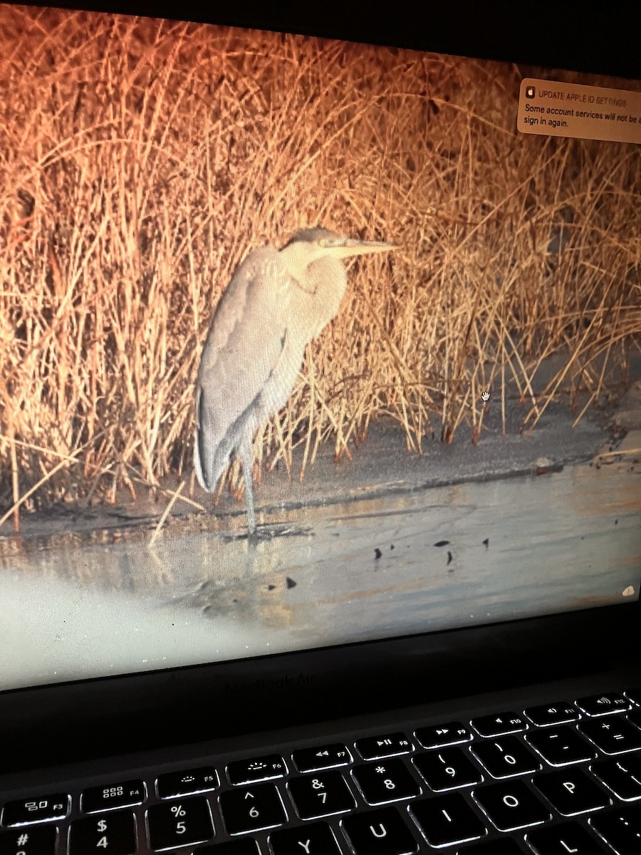 Great Blue Heron - ML558892601