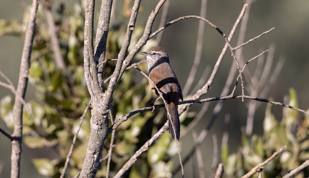 Dusky-tailed Canastero - ML558893981