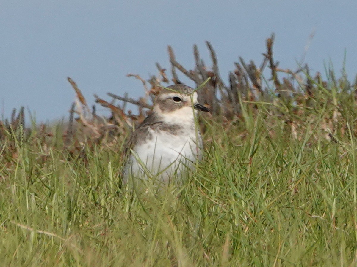 Double-banded Plover - ML558894231