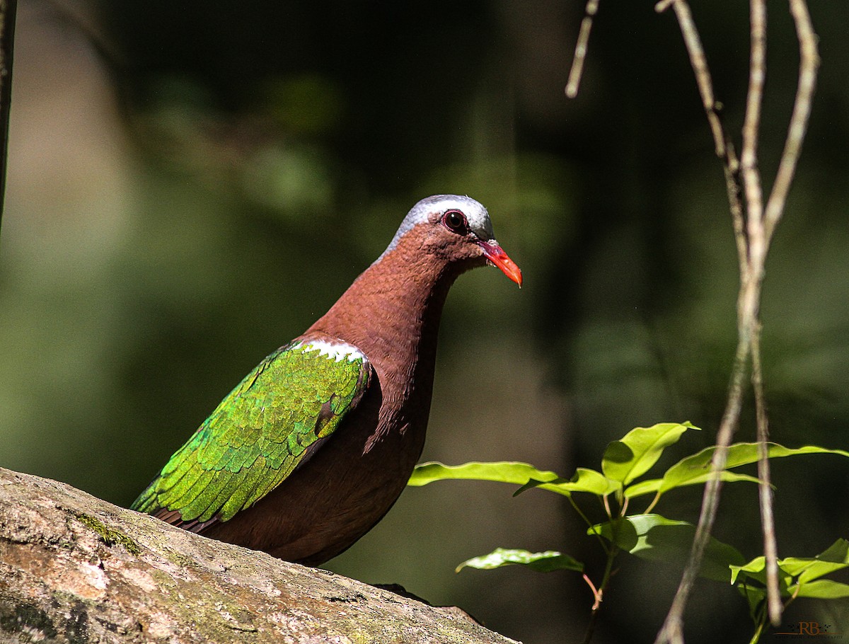 Asian Emerald Dove - ML558894821