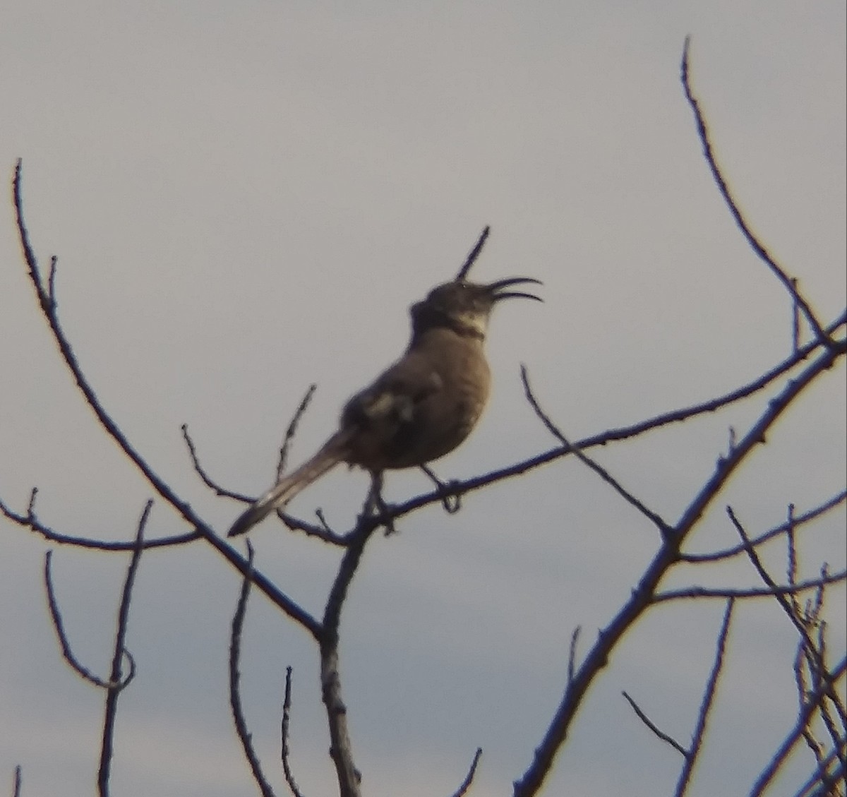 California Thrasher - ML558895131