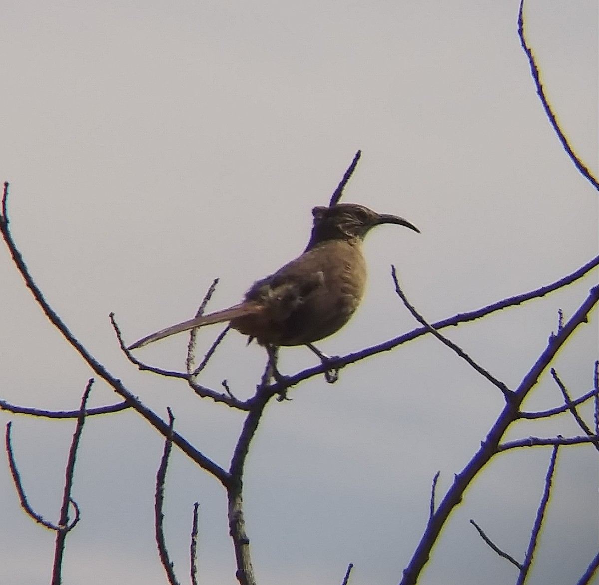 California Thrasher - ML558895141