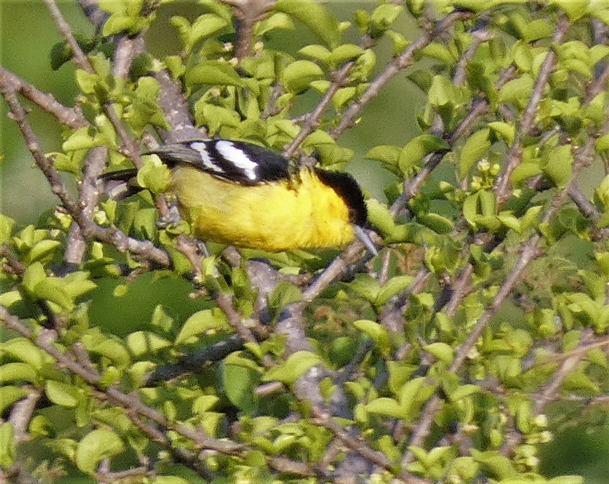 White-tailed Iora - Santharam V