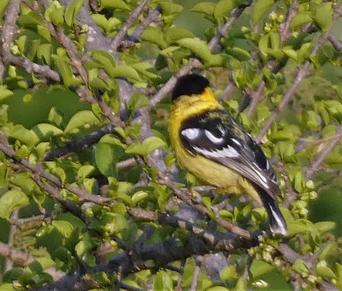 White-tailed Iora - ML558895631