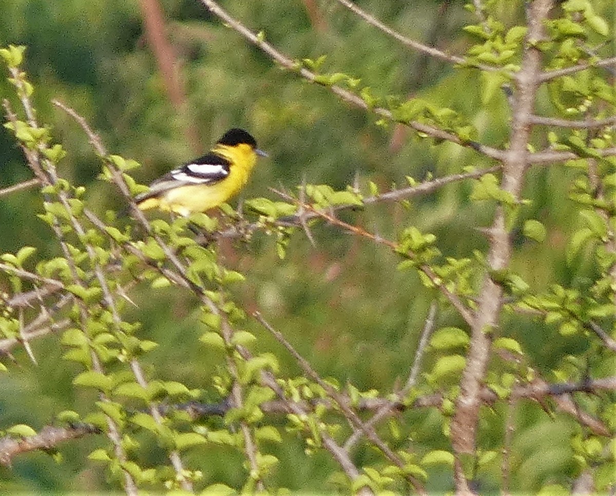 White-tailed Iora - ML558895651