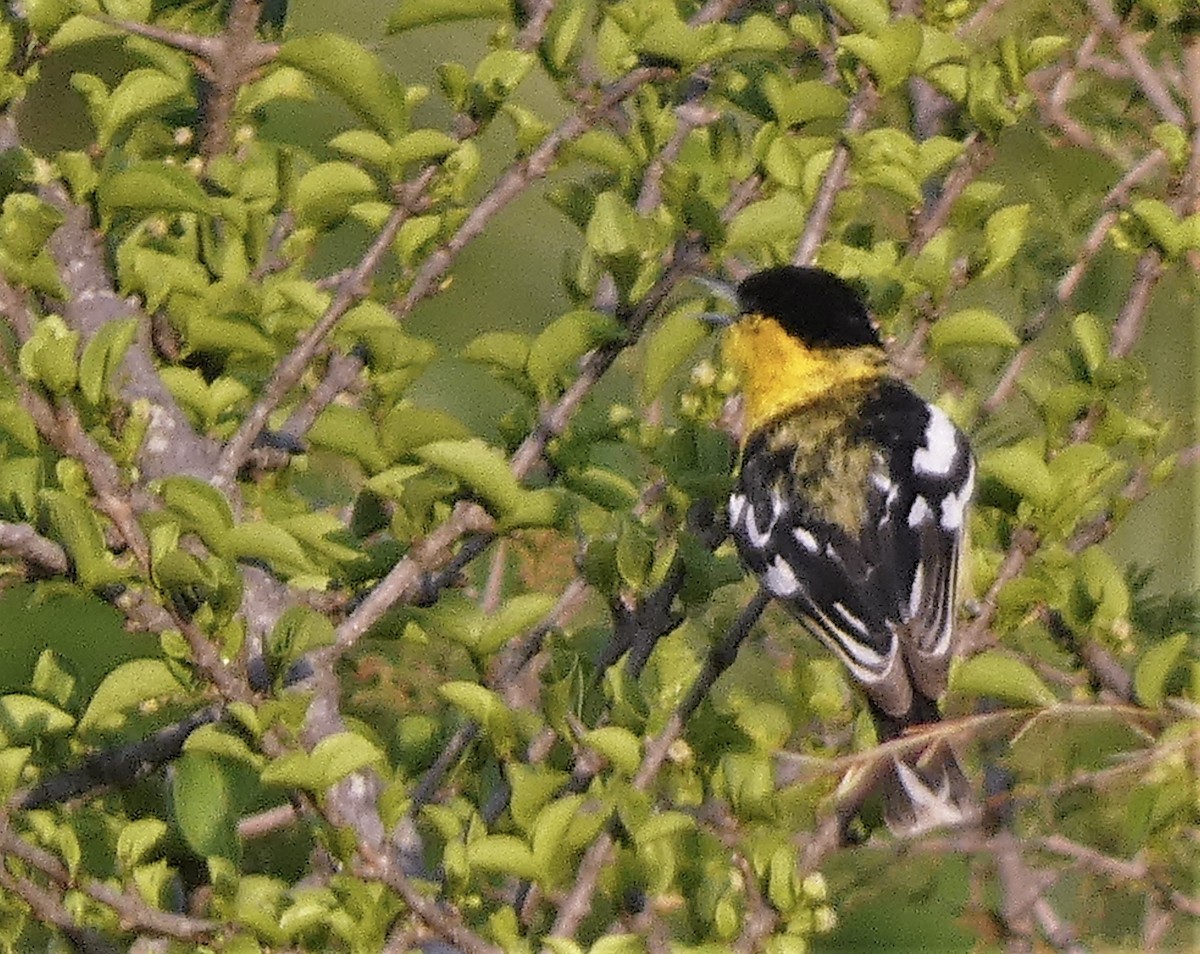 White-tailed Iora - ML558895661