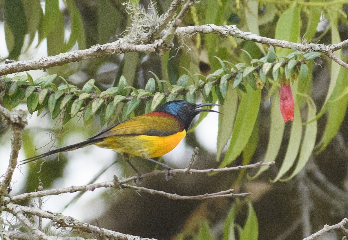 Green-tailed Sunbird - ML558895811