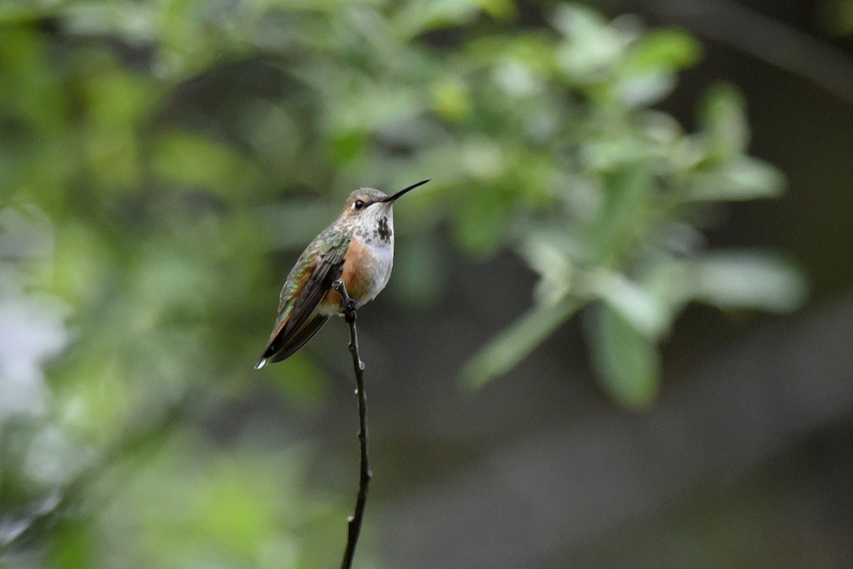 Rufous Hummingbird - ML558897531