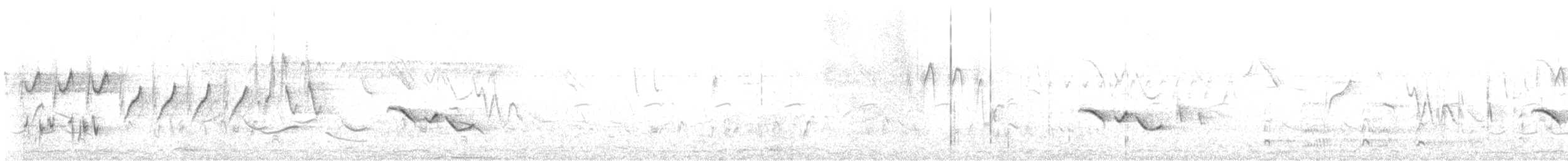White-tailed Iora - ML558897551