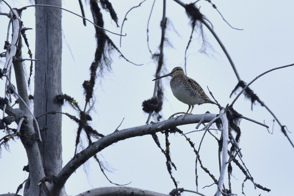 Wilson's Snipe - ML558897571