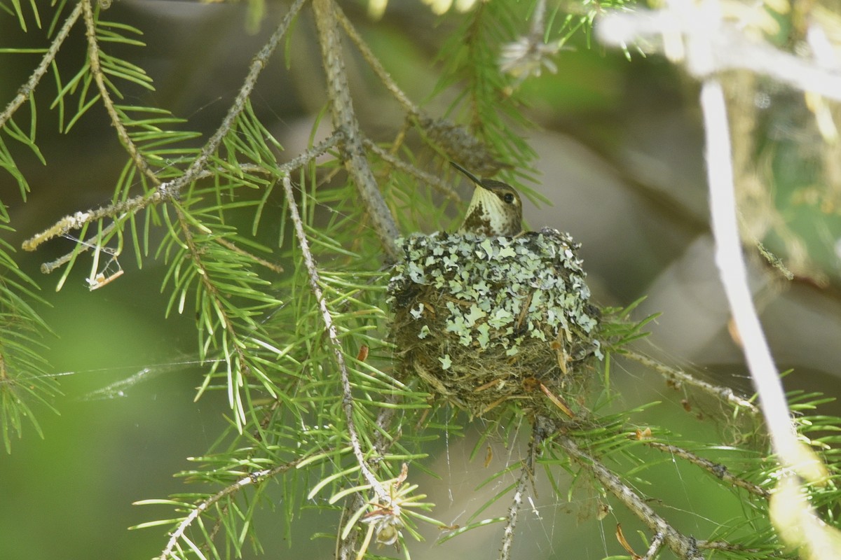 Rufous Hummingbird - ML558898011