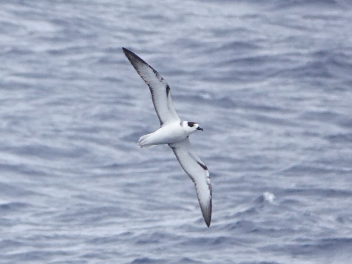 White-necked Petrel - ML558898171