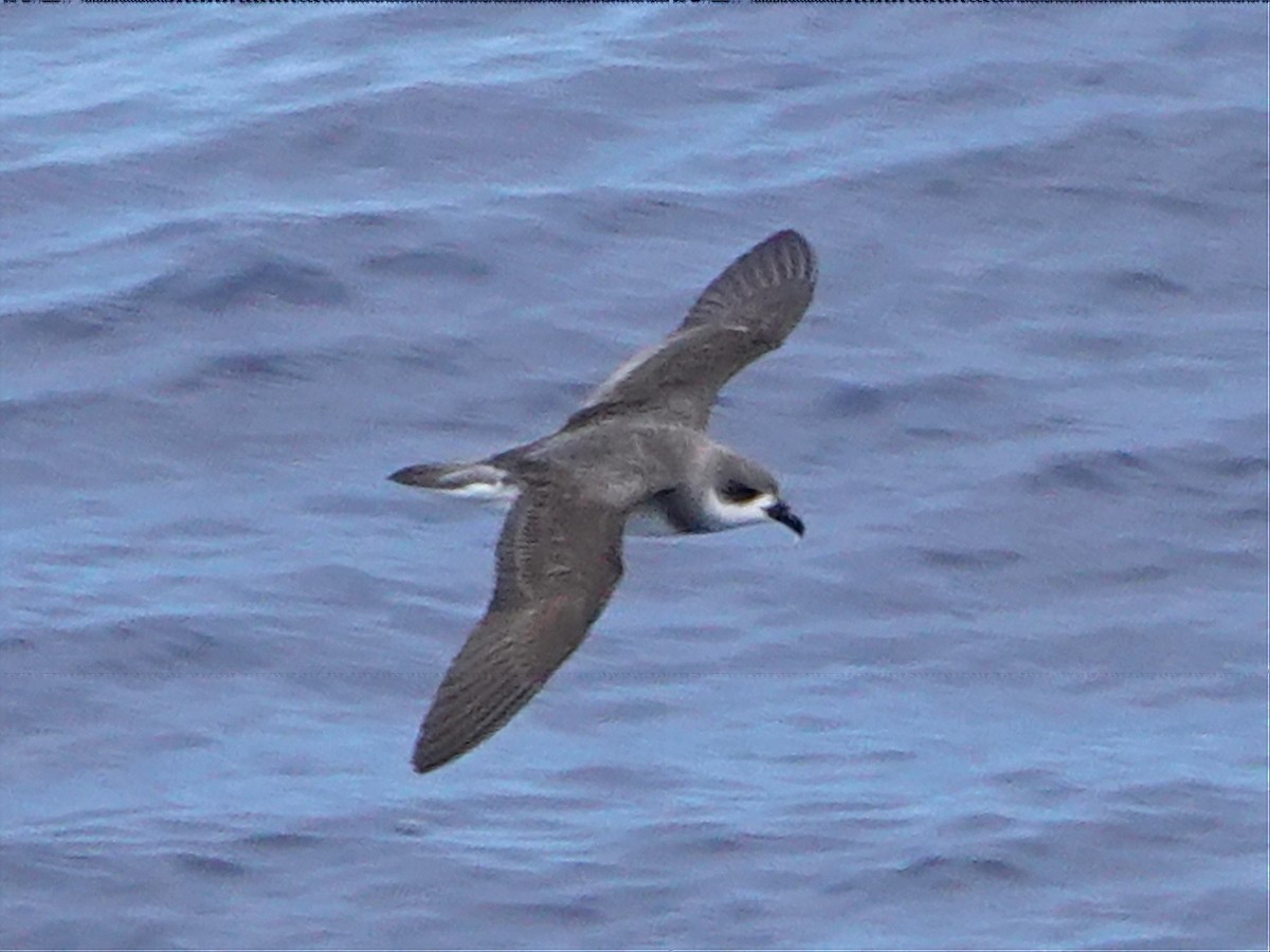 Black-winged Petrel - Barry Reed