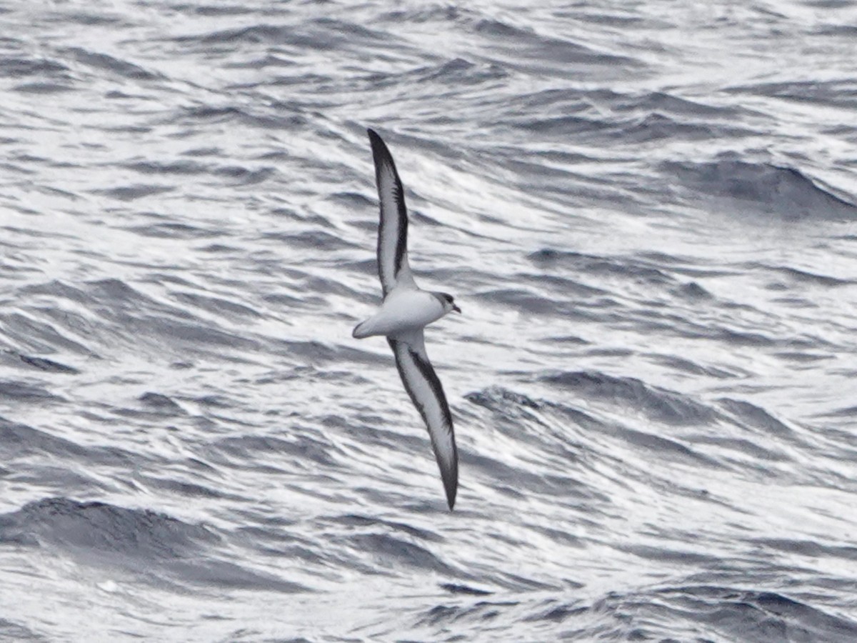 Black-winged Petrel - Barry Reed