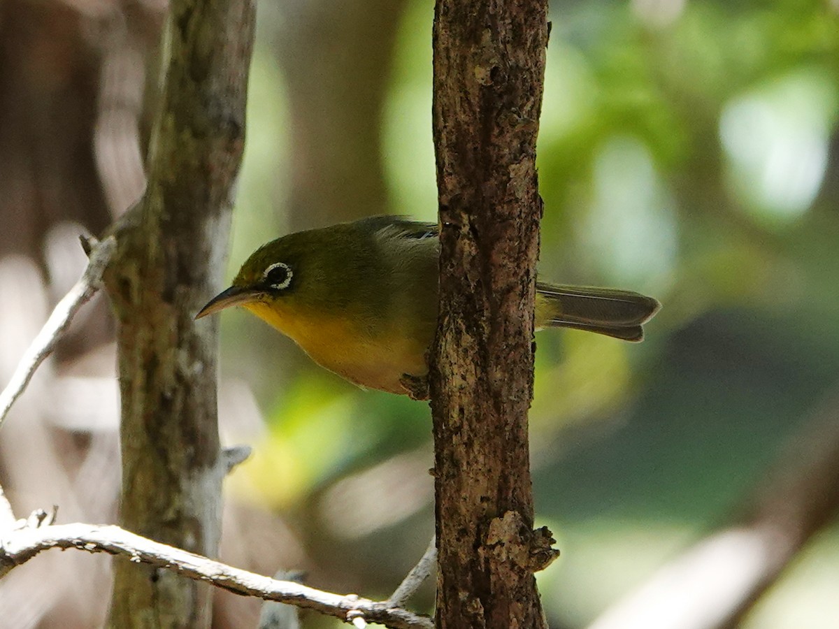 Slender-billed White-eye - ML558899321