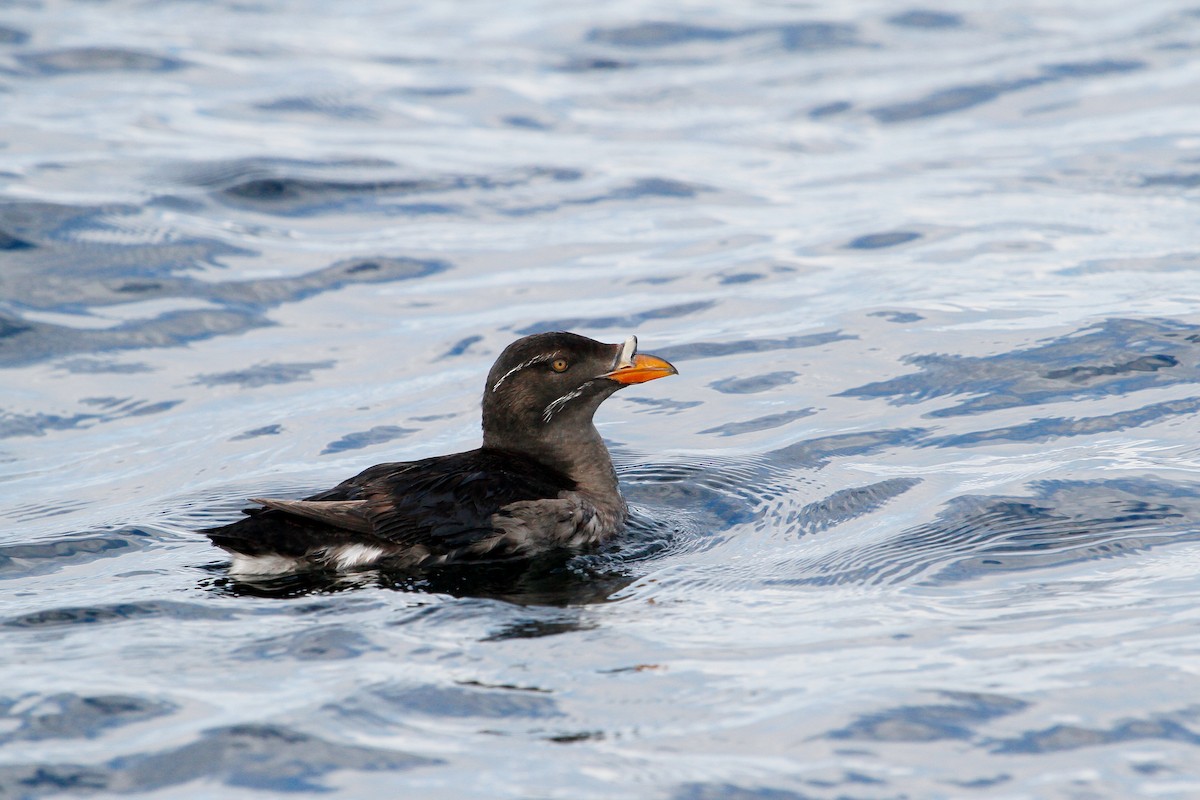 Rhinoceros Auklet - Steve Heinl