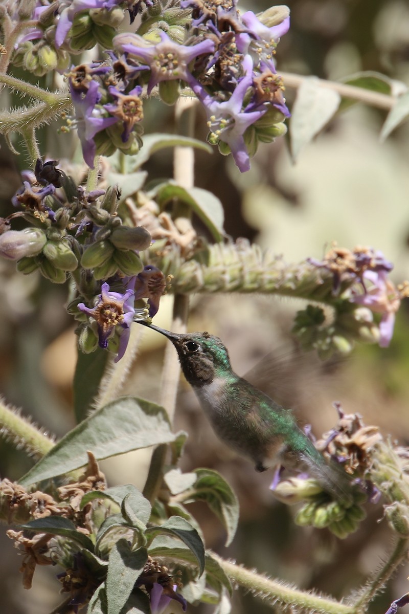Broad-tailed Hummingbird - ML558905391