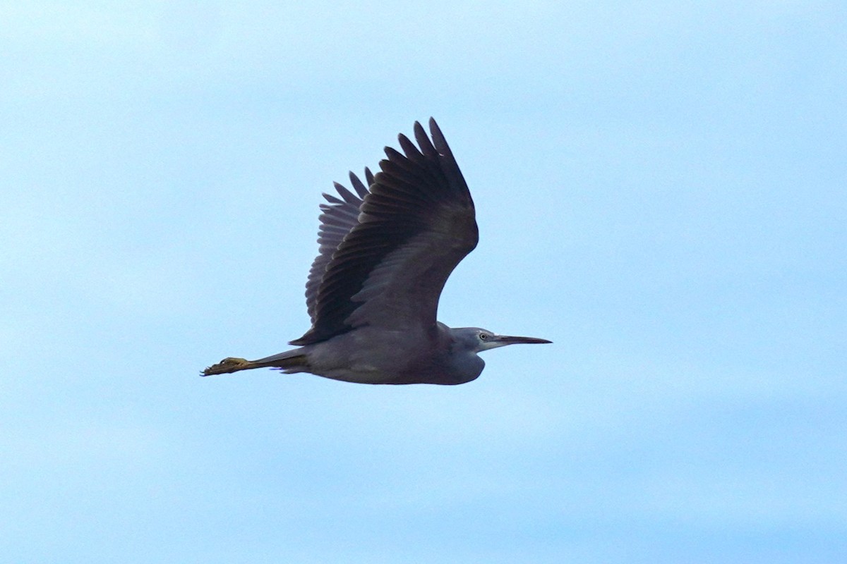 White-faced Heron - ML558905531