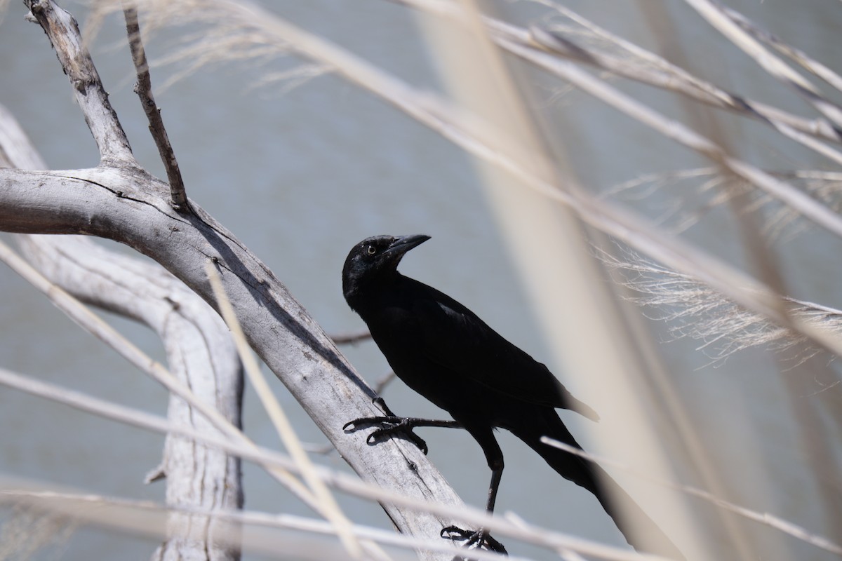Great-tailed Grackle - ML558906701