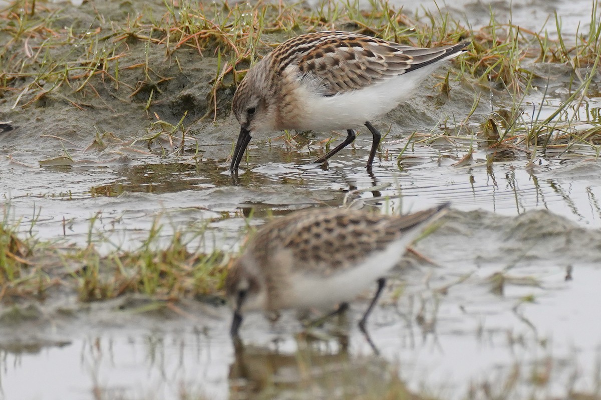 Bergstrandläufer - ML558906931