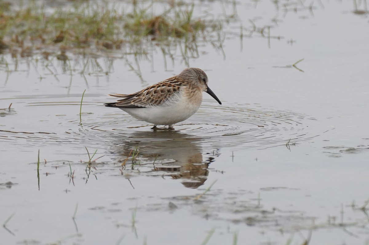 Western Sandpiper - ML558906941