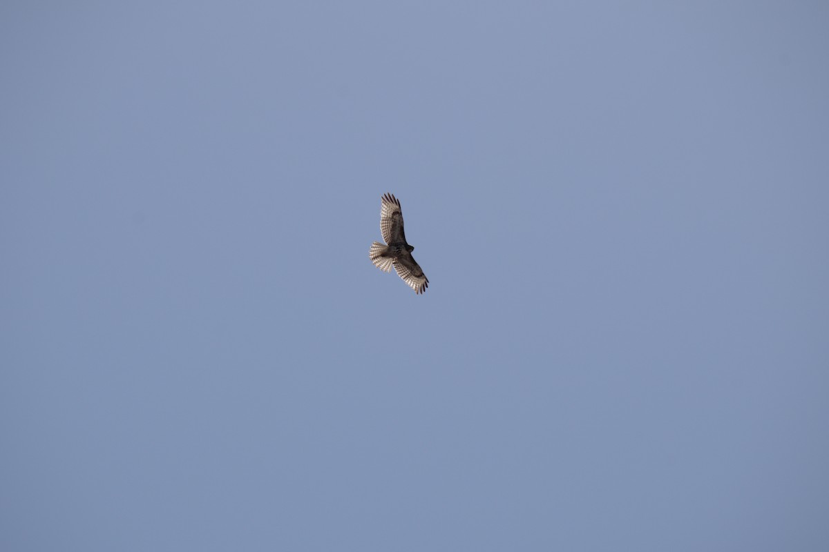 Red-tailed Hawk - ML558907121