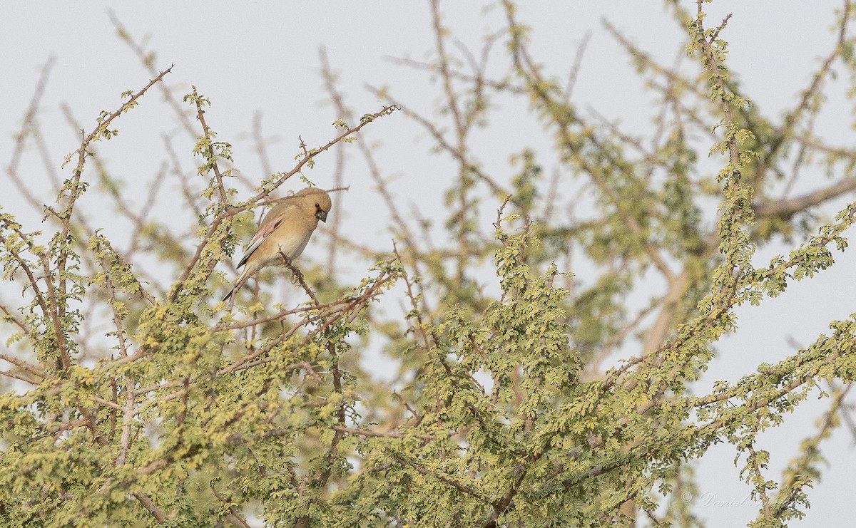 Desert Finch - ML558907961