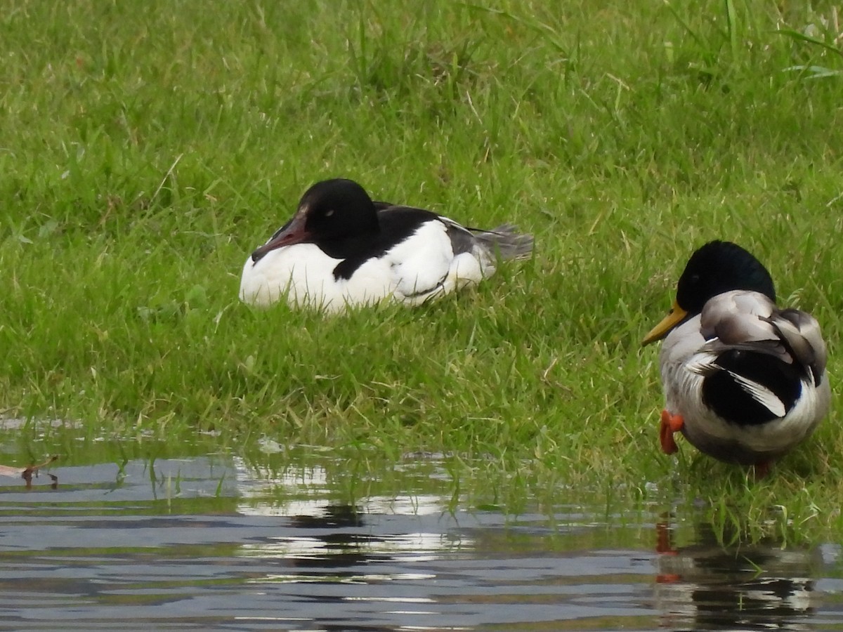 Common Merganser - ML558908531