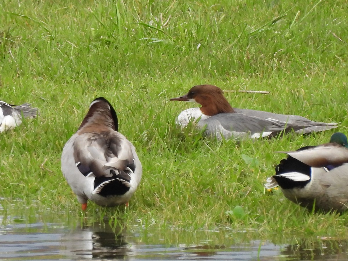 Common Merganser - ML558908541