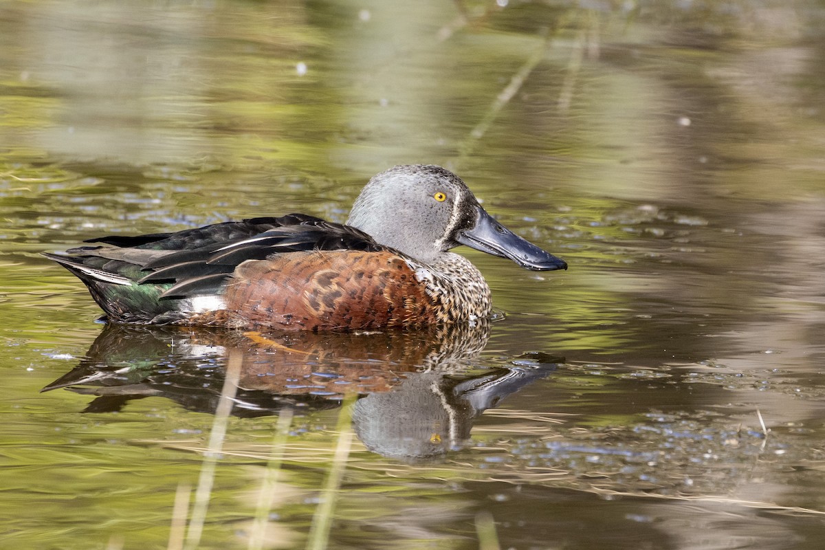 Canard bridé - ML558909021