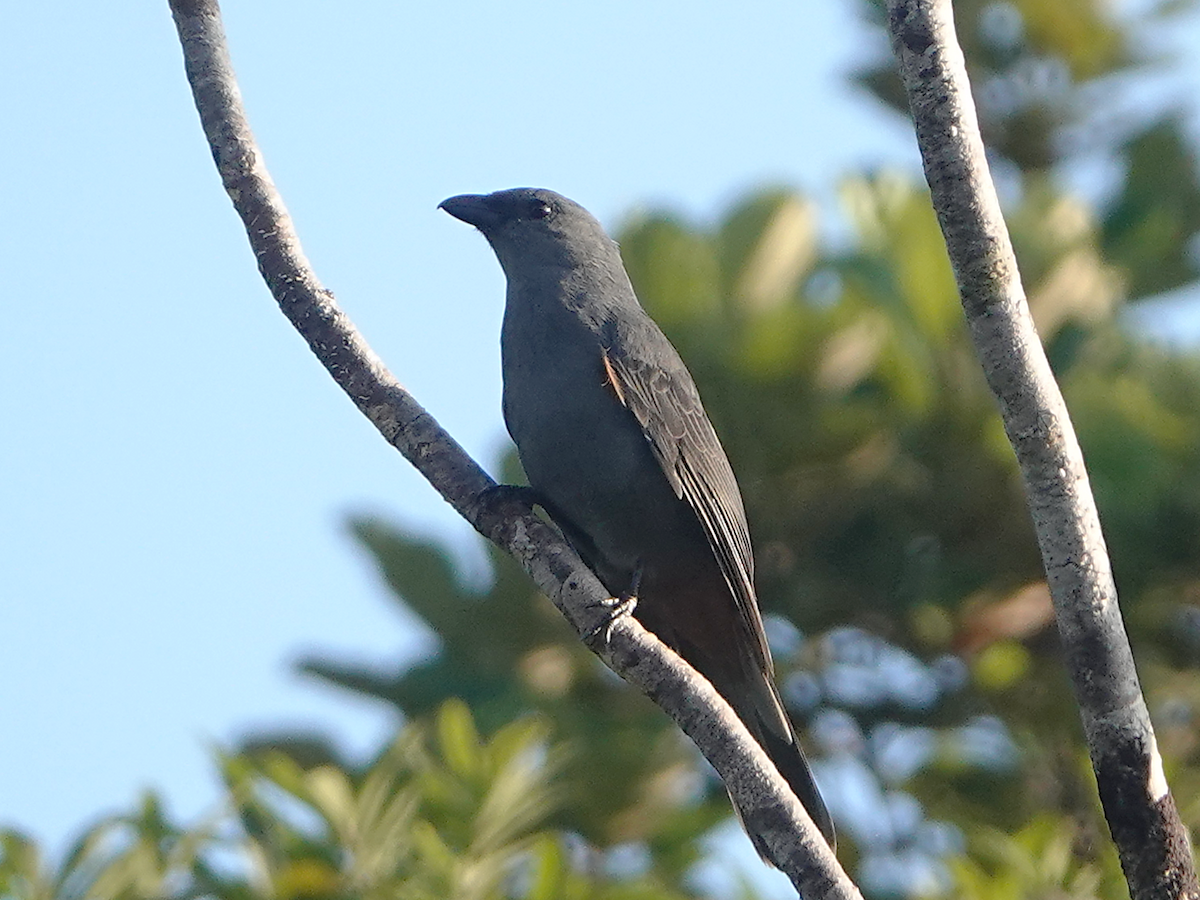 New Caledonian Cuckooshrike - Barry Reed