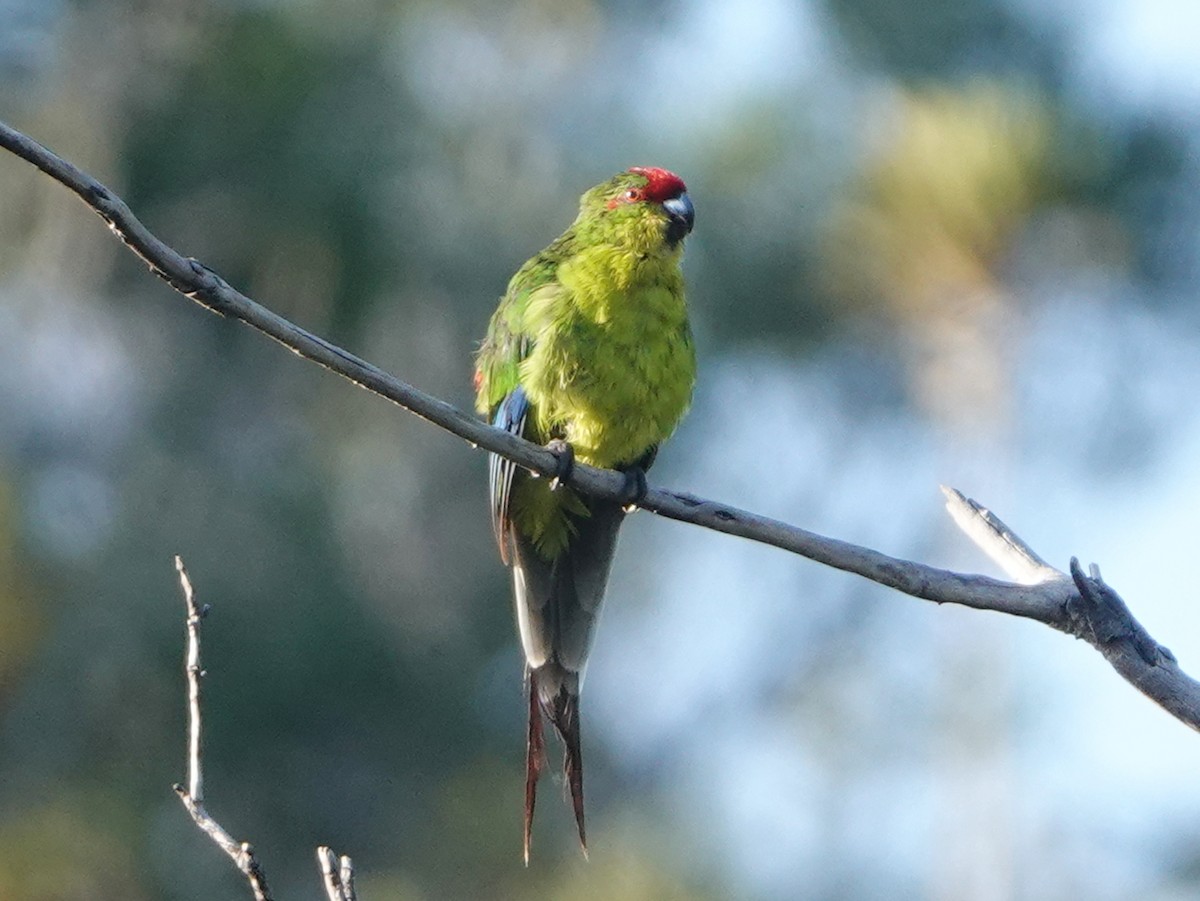 New Caledonian Parakeet - Barry Reed