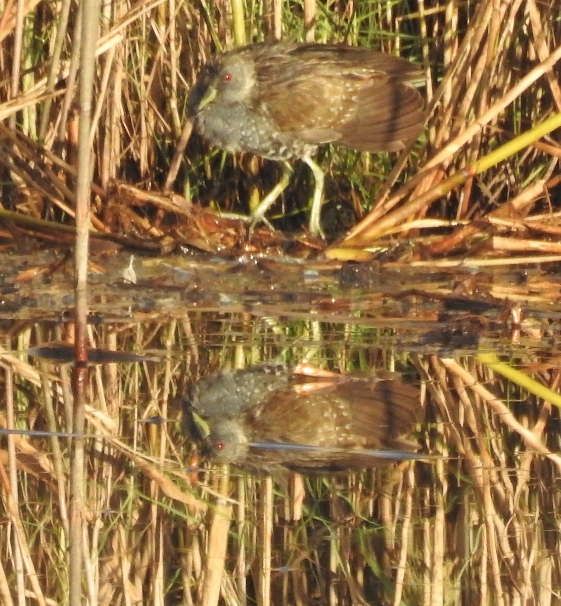 Australian Crake - ML558909921