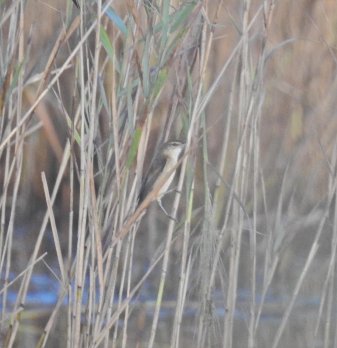 Australian Reed Warbler - ML558910131