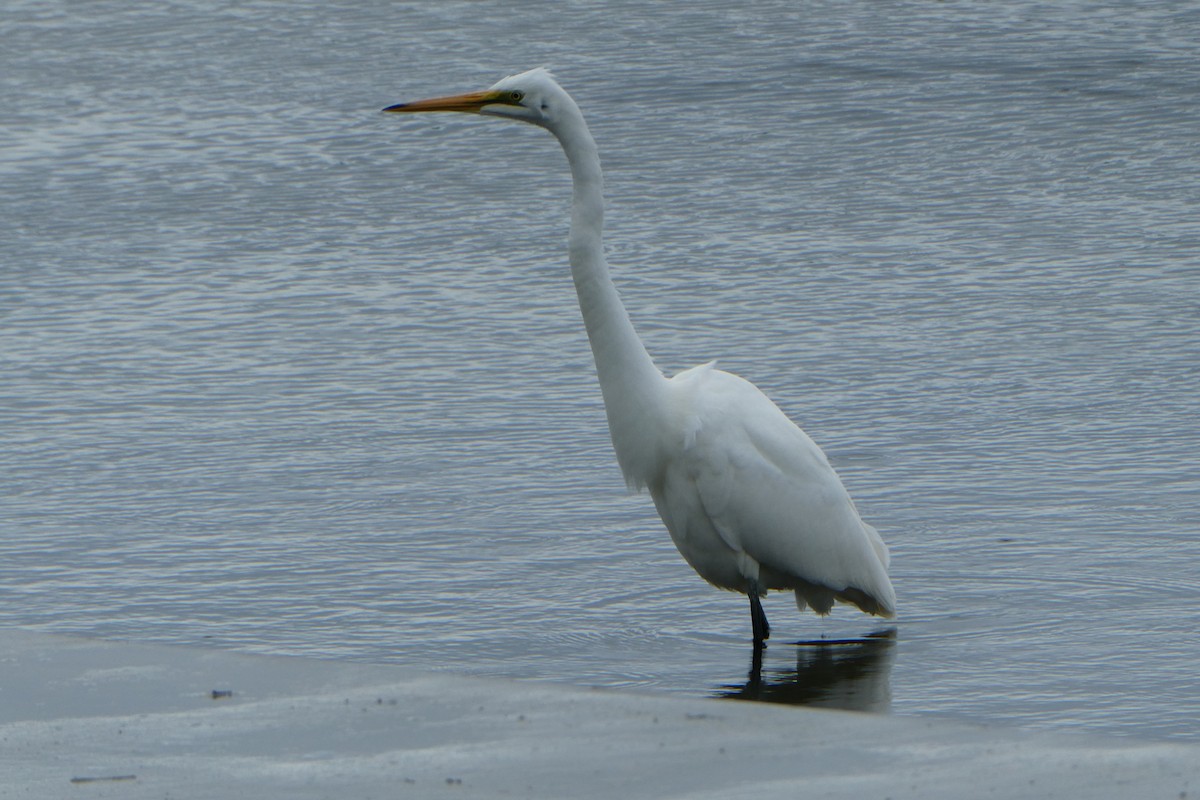 Great Egret - ML558910261