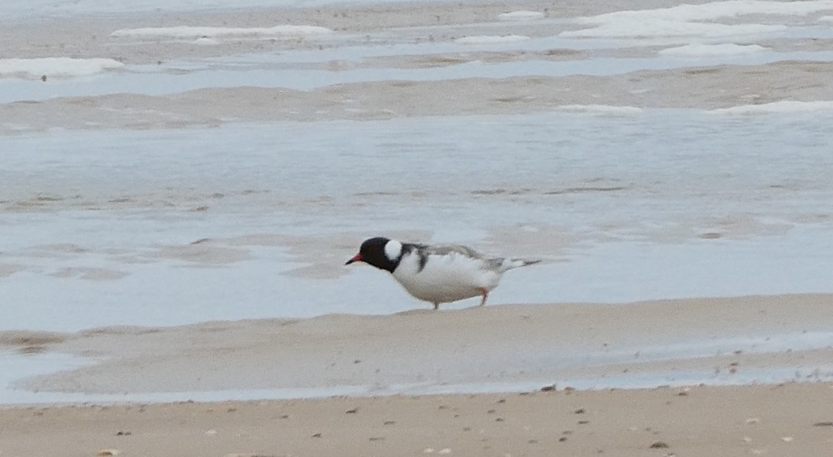 Hooded Plover - ML558910761