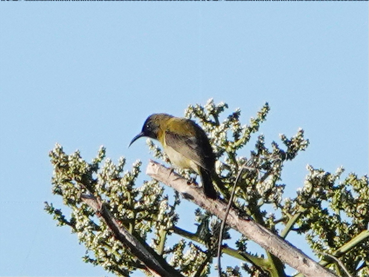 Black-headed Myzomela - ML558911601