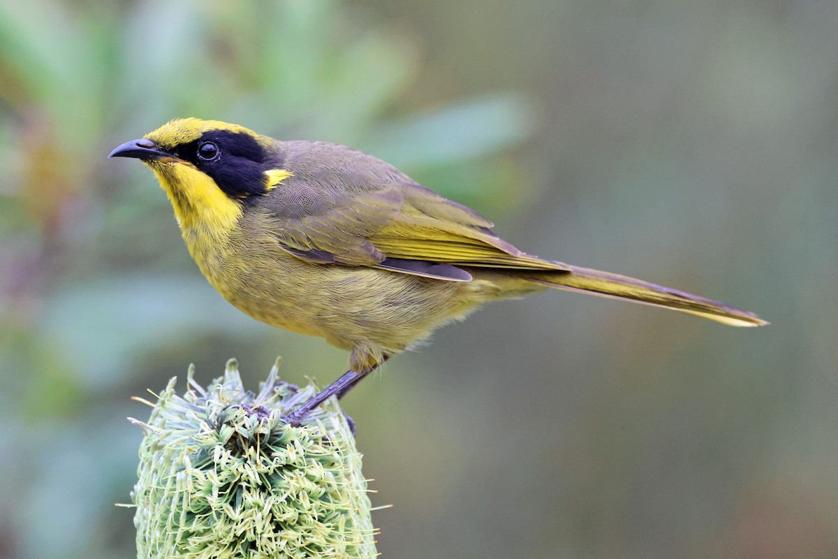 Yellow-tufted Honeyeater - ML558911651