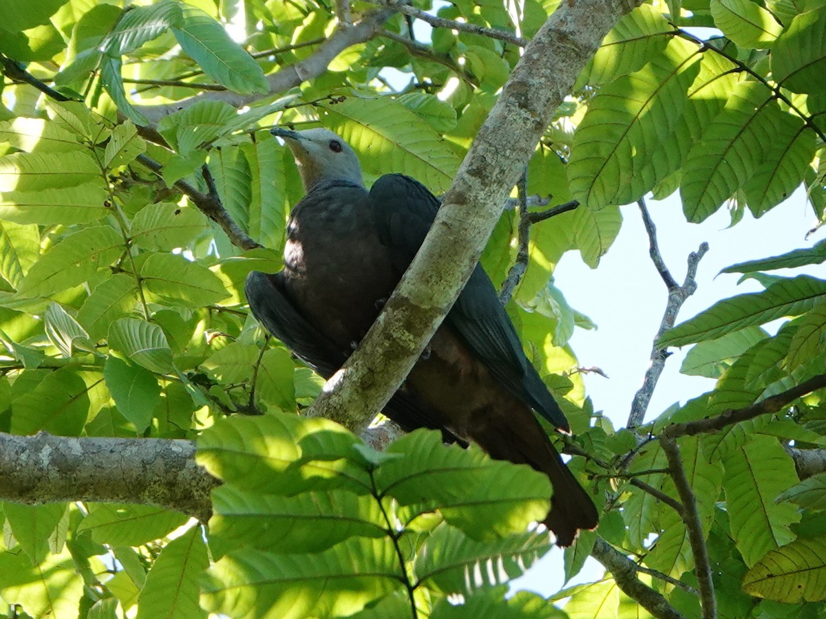 Chestnut-bellied Imperial-Pigeon - ML558911841