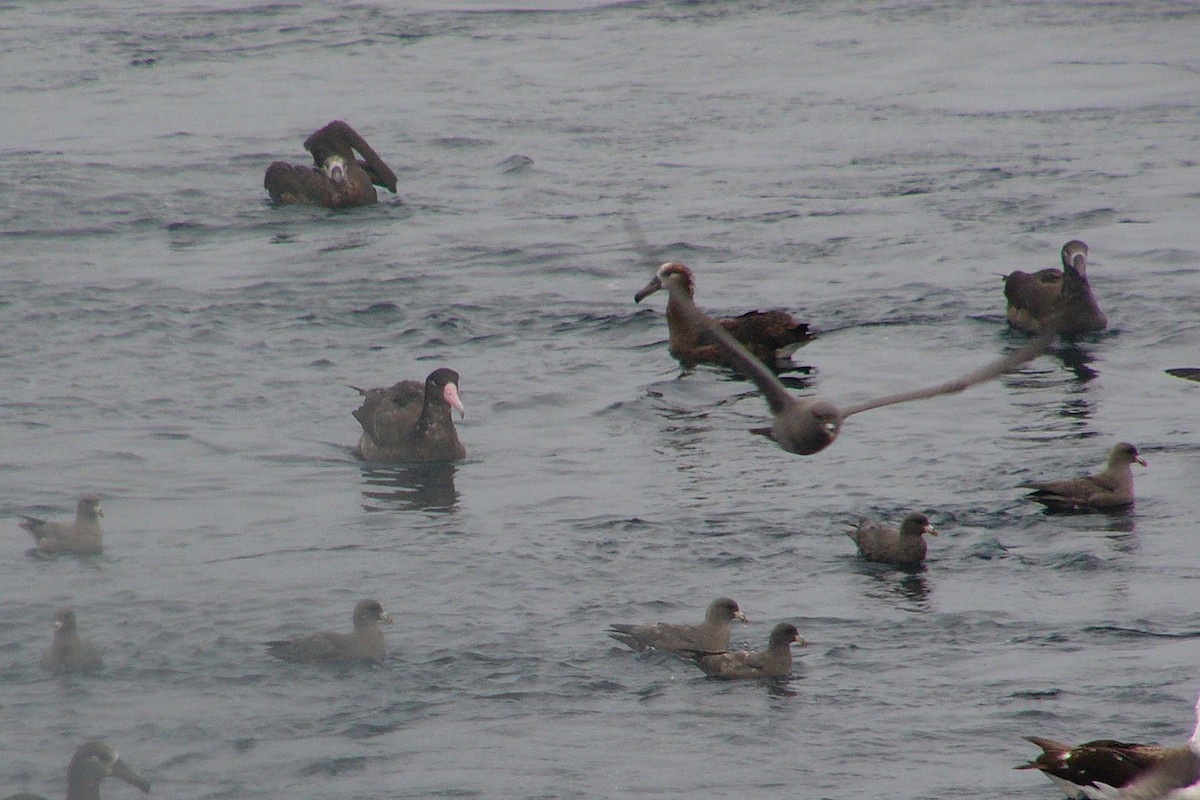 Short-tailed Albatross - ML558912161