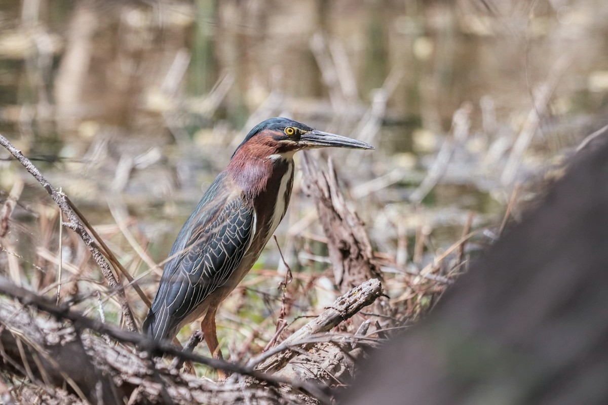 Green Heron - ML558912251